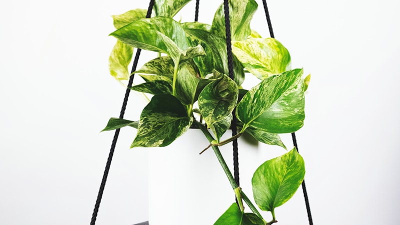 世界杯小组赛A组直播画面 - 巴西对阵塞尔维亚高清比赛现场